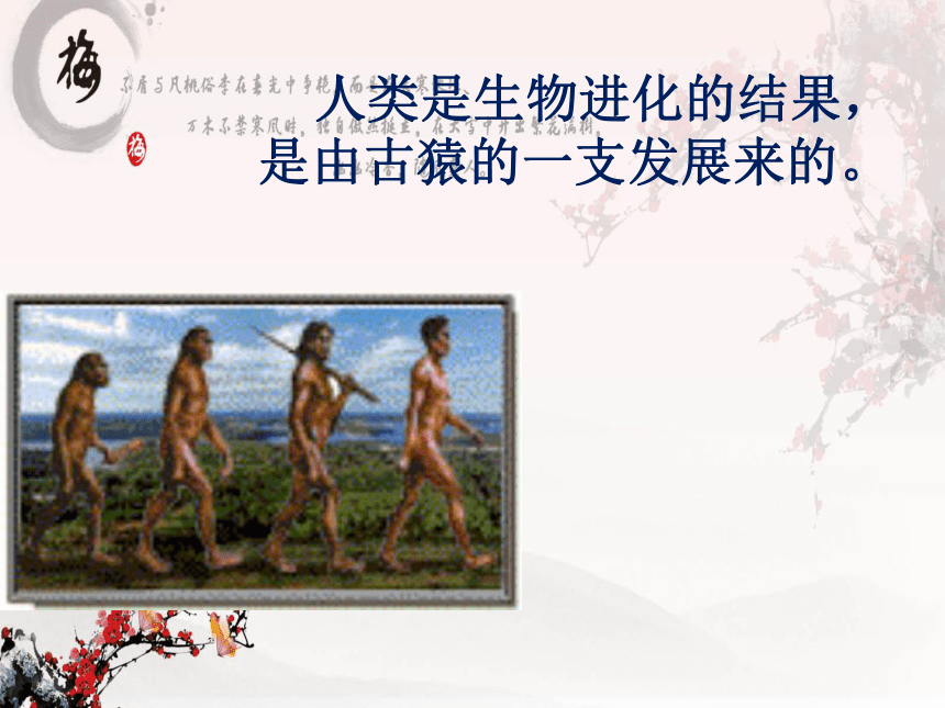 人教版新版七上第1课 中国早期人类代表——北京人（38张）