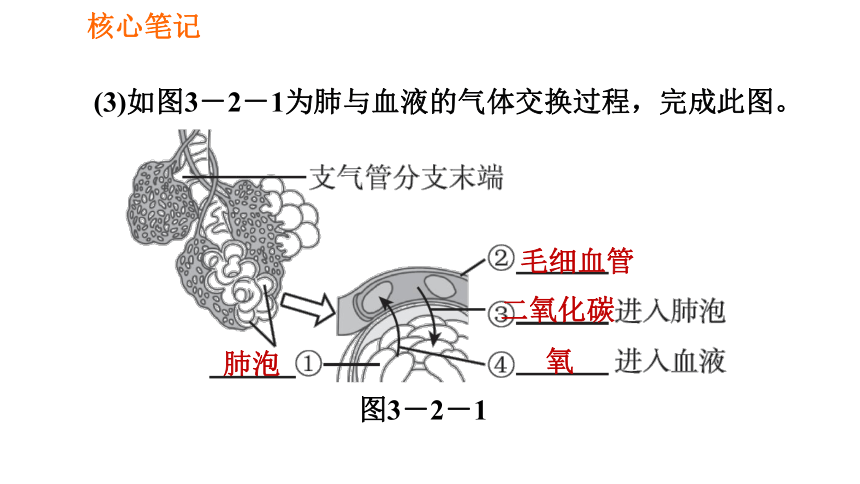 2021年春人教版七年级下册生物432发生在肺内的气体交换课件共42张ppt