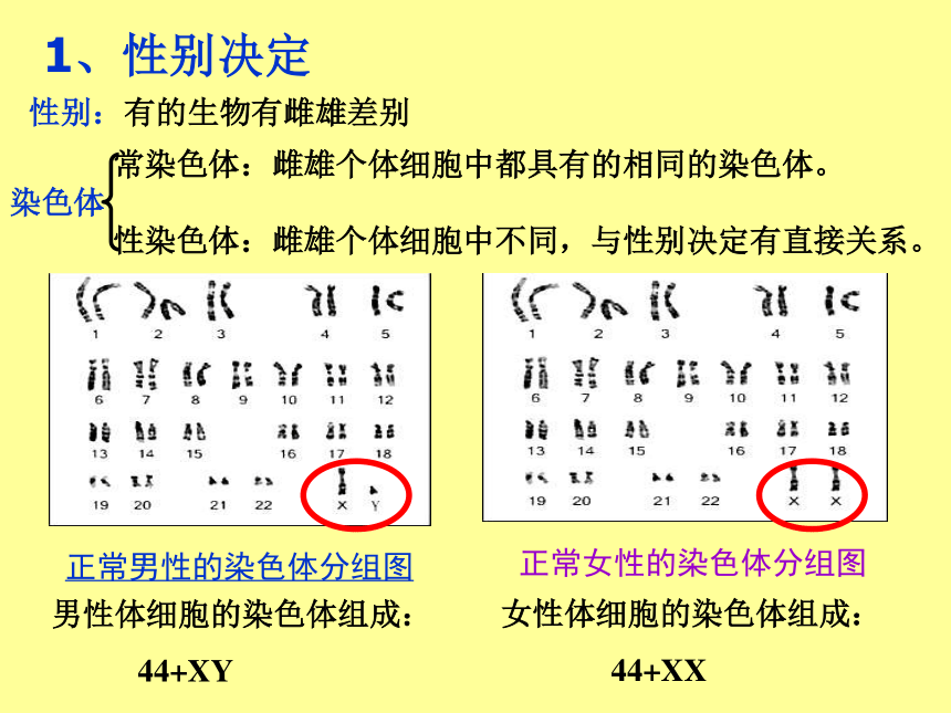 《伴性遗传》 课件 (共54张PPT)