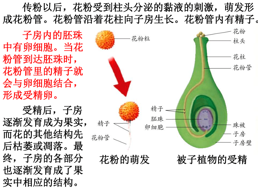 植物生殖方式的多样性（全）