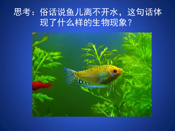 北师大版生物八年级下册23.1生物的生存依赖一定的环境课件(共31张PPT)