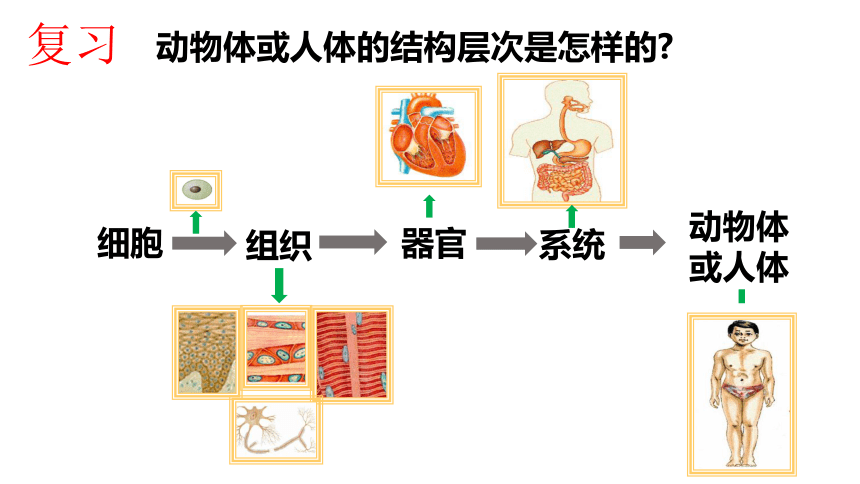 php保护生殖营养9,小丽学习了植物的结构层次知识后,从市场买回几个