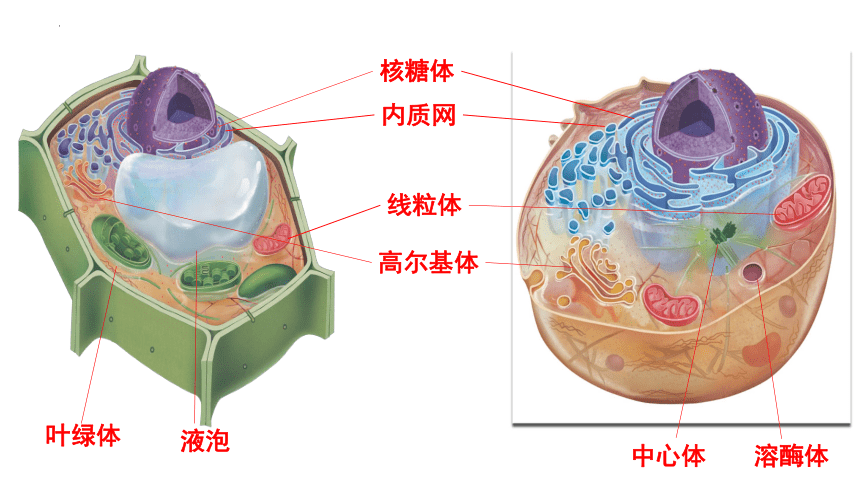 32細胞器之間的分工合作課件20222023學年高一上學期生物人教版2019