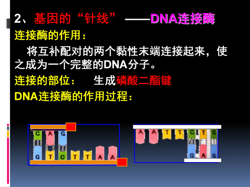 人教版高中生物必修二6.2基因工程及其应用-课件（20张ppt）