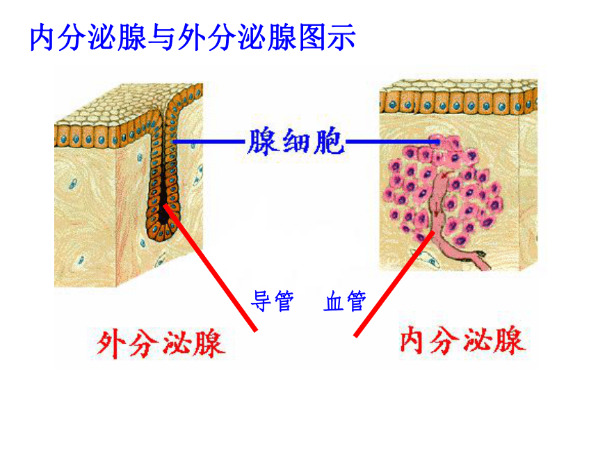 生物必修3第2章第3节高等动物的内分泌系统与体液调节 课件(共58张PPT)