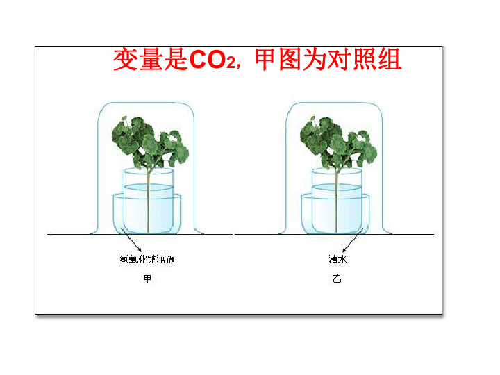 冀教版八上生物 3.3.2光合作用的原料 课件  (21张PPT)