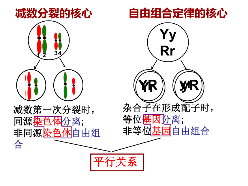 福建省晋江市季延中学人教版高中生物必修二课件：2.2基因在染色体上 (共33张PPT)