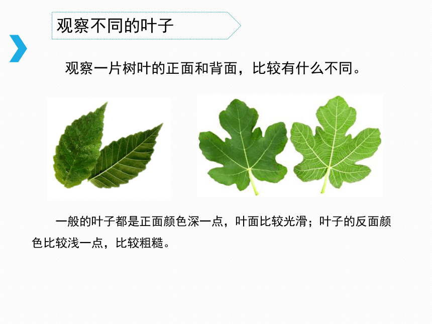 《叶和花》教学课件