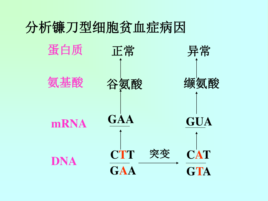 高中生物人教版必修2第五章第1节  基因突变和基因重组   课件(22张)