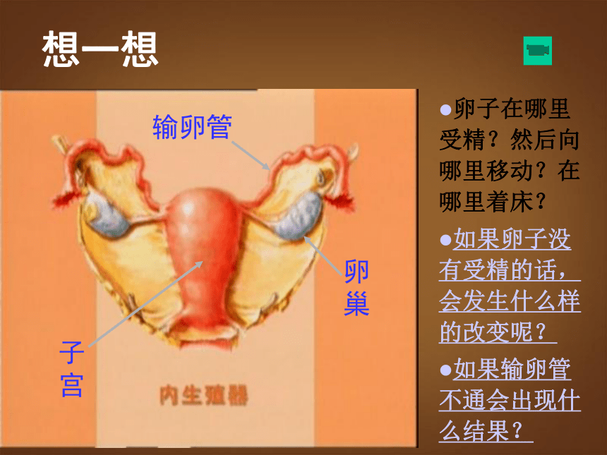 广东省深圳市文汇中学七年级健康下册 新生命的孕育和诞生