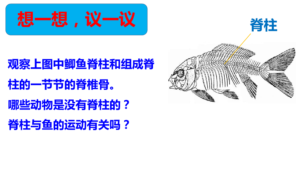 八年级上册生物课件5.1.4 鱼课件  （共29张PPT）