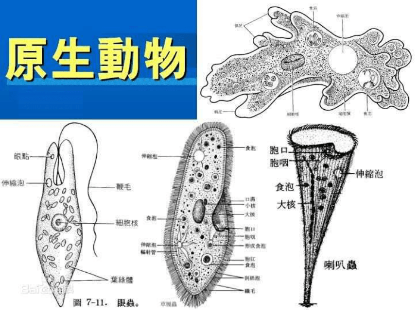 22.2《原生生物的主要类群》课件（共29张PPT）