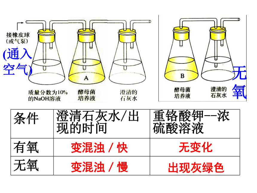 高中生物人教版必修一第5章第3节ATP的主要来源—细胞呼吸教学课件 (共81张PPT)