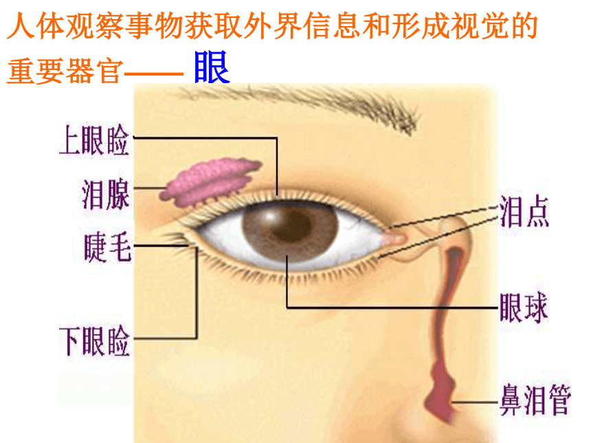 3.1 眼与视觉（全）