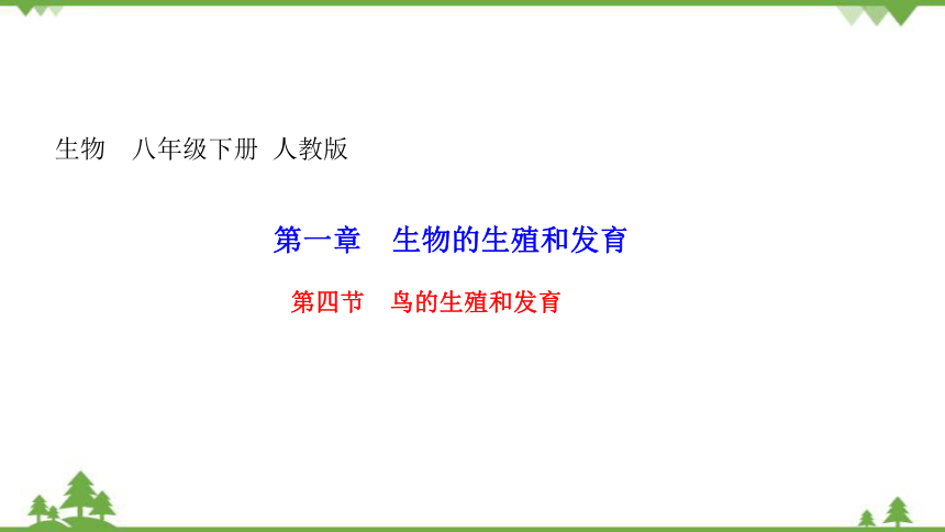 人教版生物八年级下册第七单元第一章第四节鸟的生殖和发育课件15张