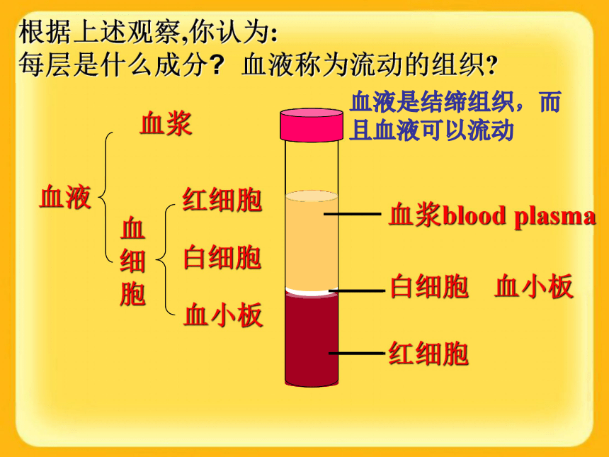 七年级下册生物课件：4.4.1流动的组织-血液（共40张PPT）
