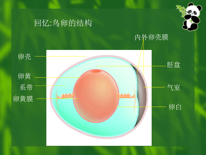 苏科版八年级上册生物  20.2动物的发育 课件  (27张PPT)