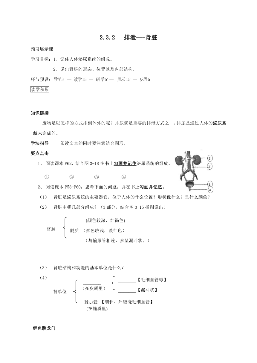 河北省石家庄创新国际学校七下 2.3.2 排泄-肾脏 导学案（无答案）