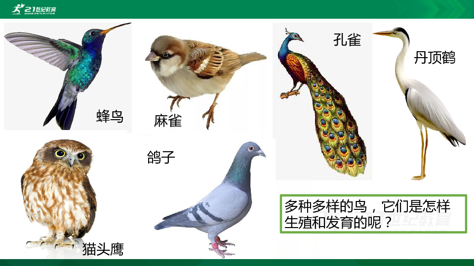 7.1.4鸟的生殖和发育 课件