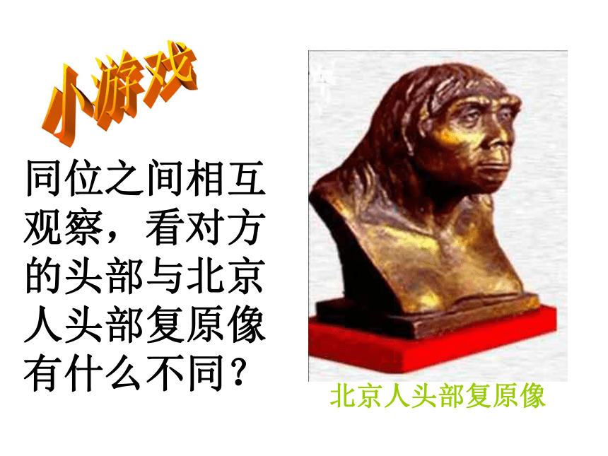 第1课 中国早期人类的代表——北京人（38张PPT）