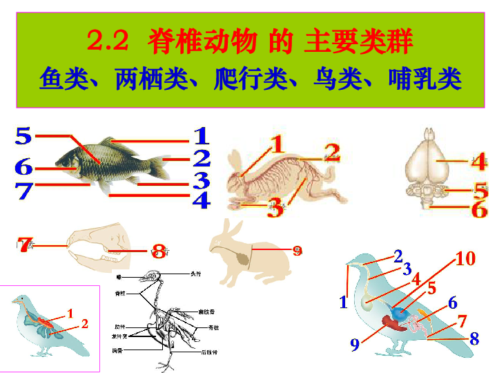 长颈鹿身体结构图片