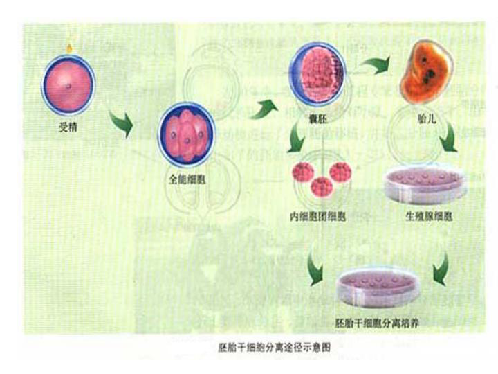 苏教版高中生物选修3第3章第2节胚胎干细胞的研究及其应用  共34张PPT