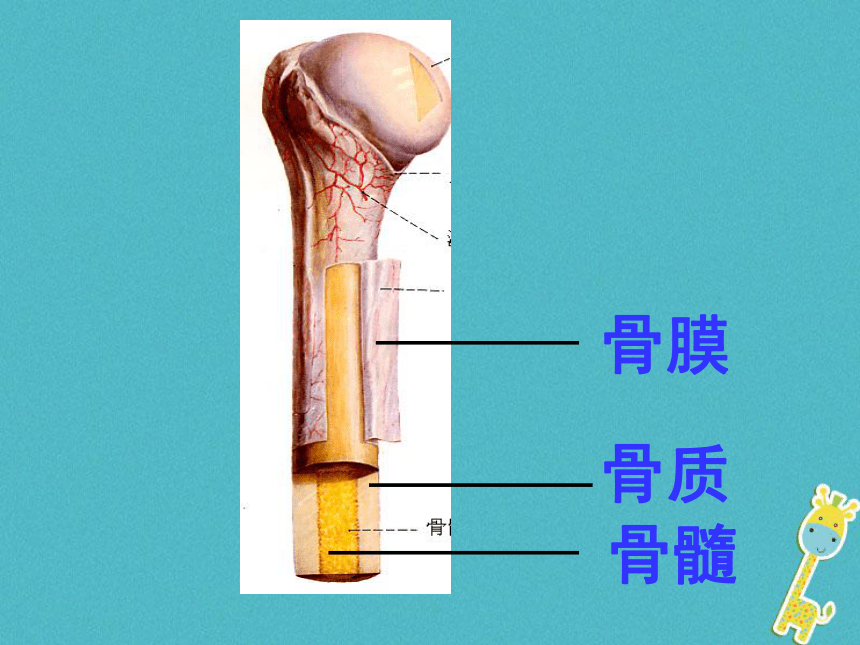骨组织 模式图片