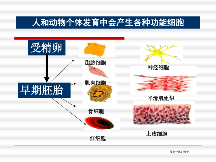 高中生物人教版必修一 6.2 细胞的分化 (28张PPT)