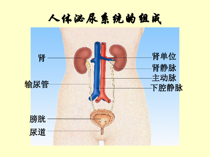 人体泌尿系统简图图片