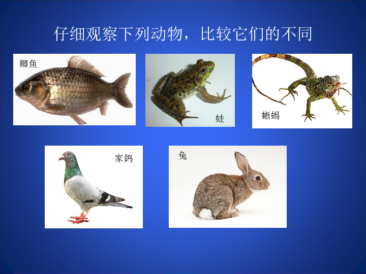 北师大版生物八下22.4《动物的主要类群-脊椎动物》课件(共41张PPT)