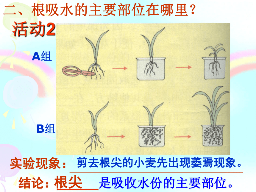 4.3植物根和物质吸收(共2课时)