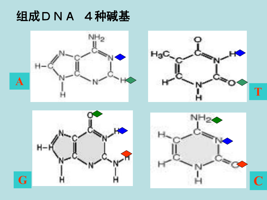 3.2 DNA分子的结构