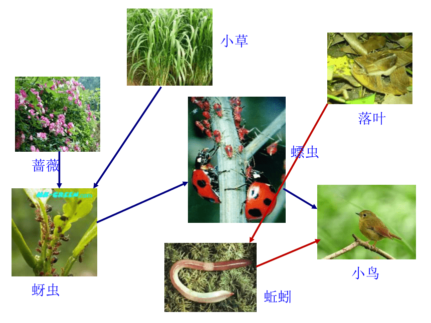 教科版五年级上册科学  1.5食物链和食物网    课件（17ppt）