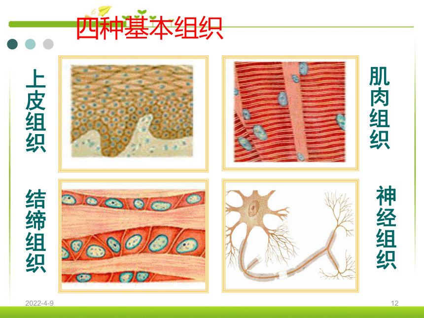 2.2.2动物体的结构层次 (共44张PPT)