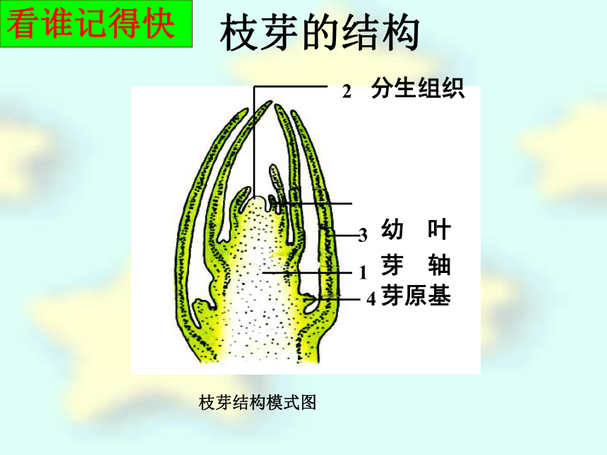 2021-2022学年苏教版七年级生物上册5.4植物茎的输导功能 课件(共38张PPT)