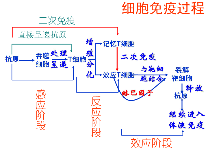 人教版高中生物必修三 2.4 免疫调节课件（共32张PPT）