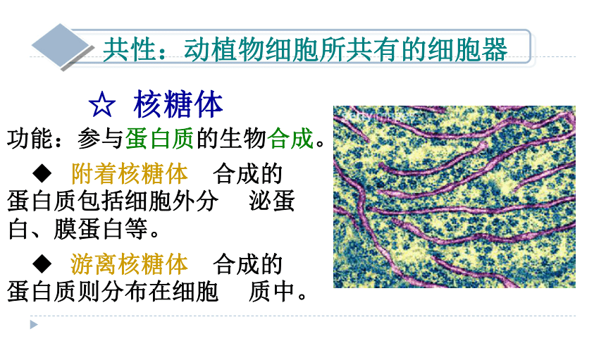 高中生物浙科版必修1 分子与细胞第二章 细胞的结构第三节 细胞质课件（39张）