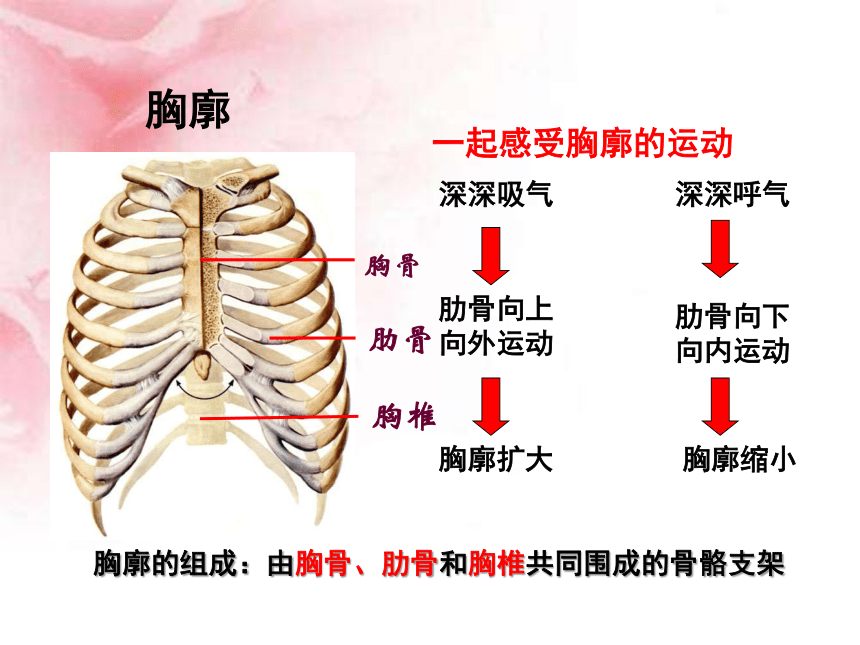 肺和肋骨的位置关系图片