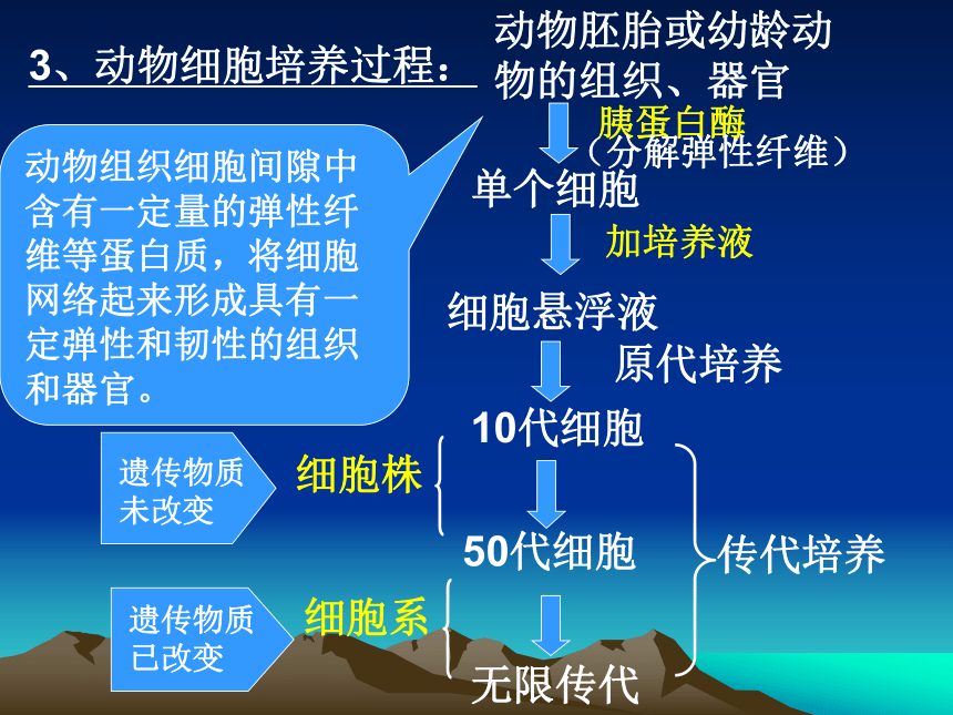 高中生物選修三動物細胞工程課件