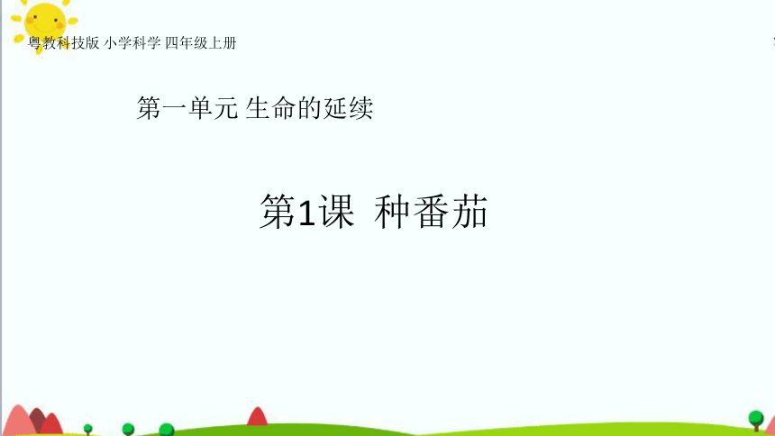 分析自己的觀察記錄,說說番茄幼苗在生長過程中發生了哪些變化.