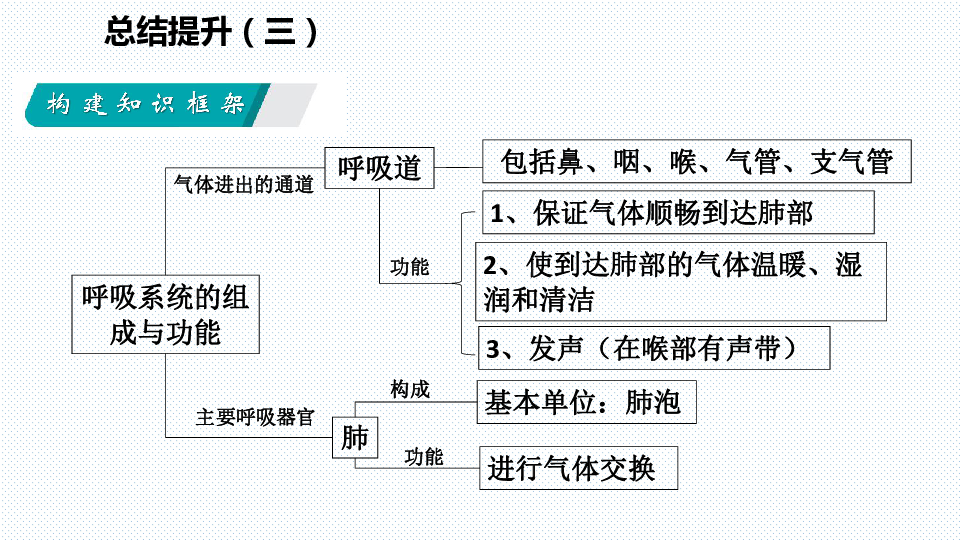 总结提升（三） 人体的呼吸导学课件（共20张PPT）