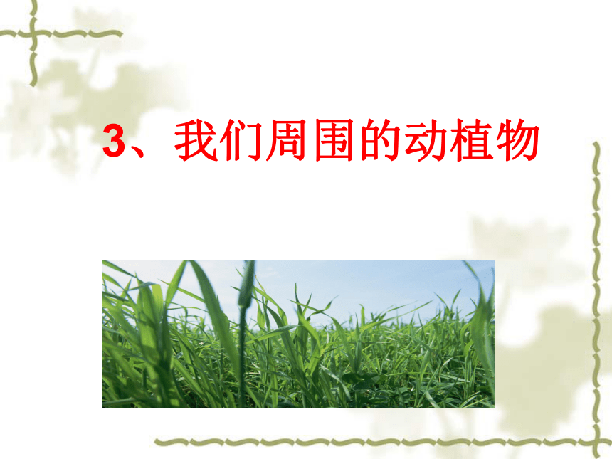 3.我们周围的动植物课件4课件