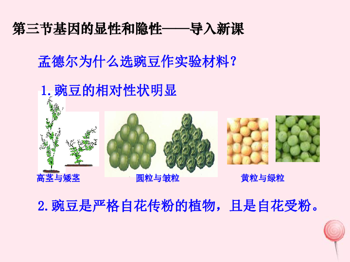 八年级生物下册第七单元第二章第三节基因的显性和隐性课件（27张PPT）