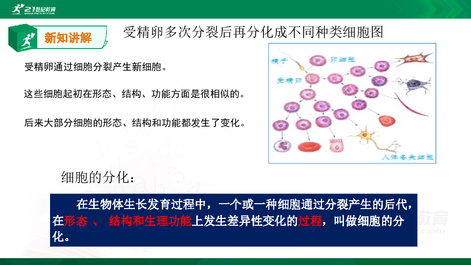 七年级生物北师大版2.4.1 细胞分化形成组织（课件）