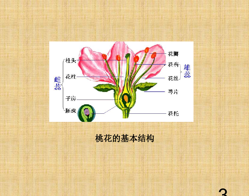 桃花花苞示意图图片
