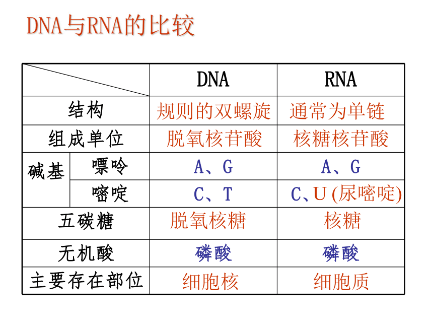 人教版生物必修二课件4.1　基因指导蛋白质的合成　教学课件（38张）