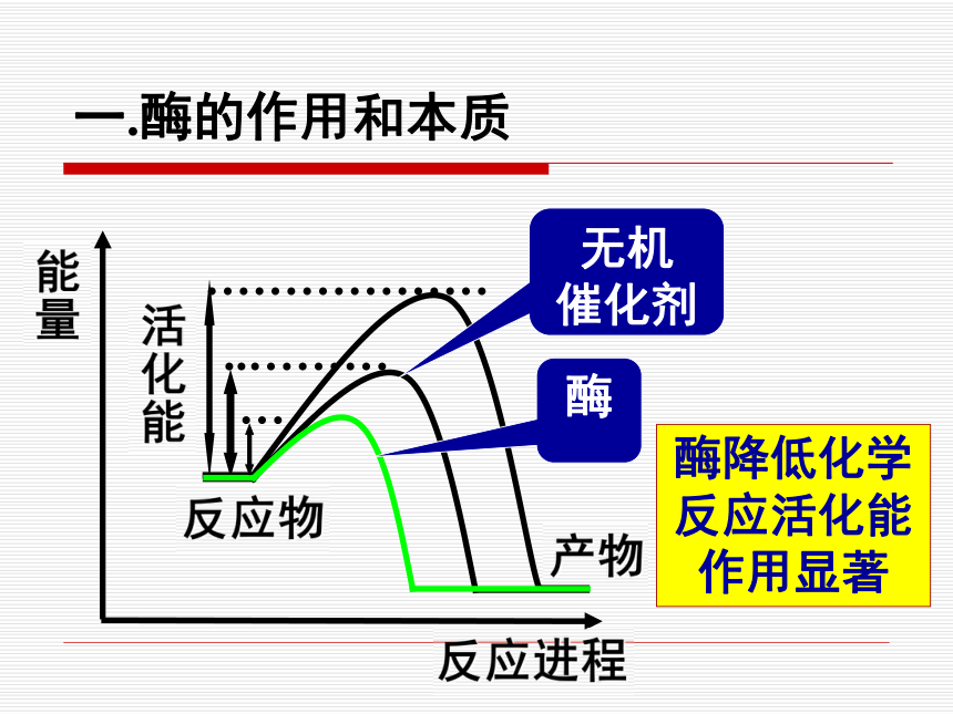 酶和ATP课件