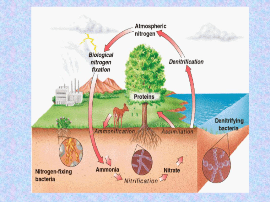 高二生物精品课件：4.2 生态系统的物质循环（苏教版必修3）