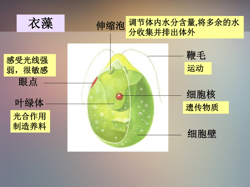 浙教版七年级科学上册2.6 物种的多样性（课件 22张ppt）