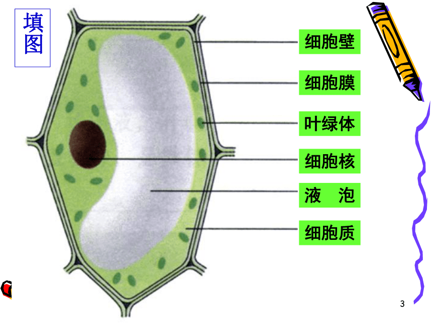 第三节观察动物细胞课件